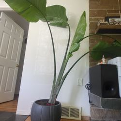 Indoor bird of paradise Plant 