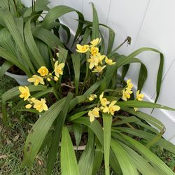 Ground Orchid Plant