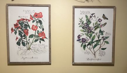 Pair Of Framed Botanical Prints