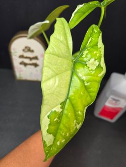 Alocasia Simpo Albo
