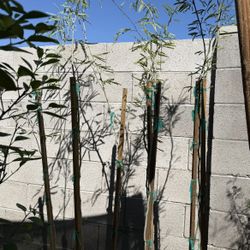 Thornless Chilean Mesquite Trees 🌳 in 5 Gallon 5 1/2 The Tall $50 Each Price Firm