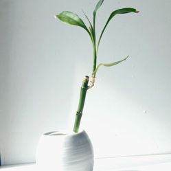 Lucky Bamboo Plant/ Indoor Plant/ House Plant Flower Patio Garden 