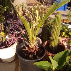 Sago Palm In Pot $13