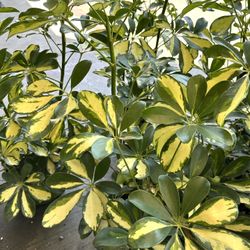 Schefflera arboricola 'Trinette' or 'Gold Capella'. This popular houseplant 