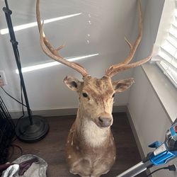 Axis taxidermy mount