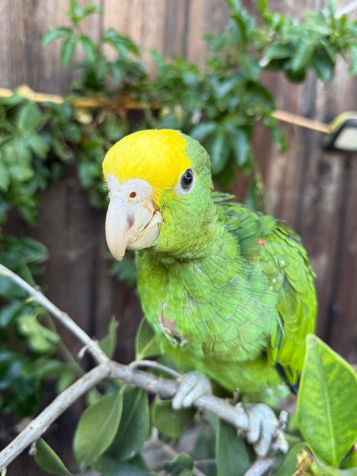 Amazon Parrot