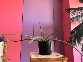 Aloe Vera~ Live Plant