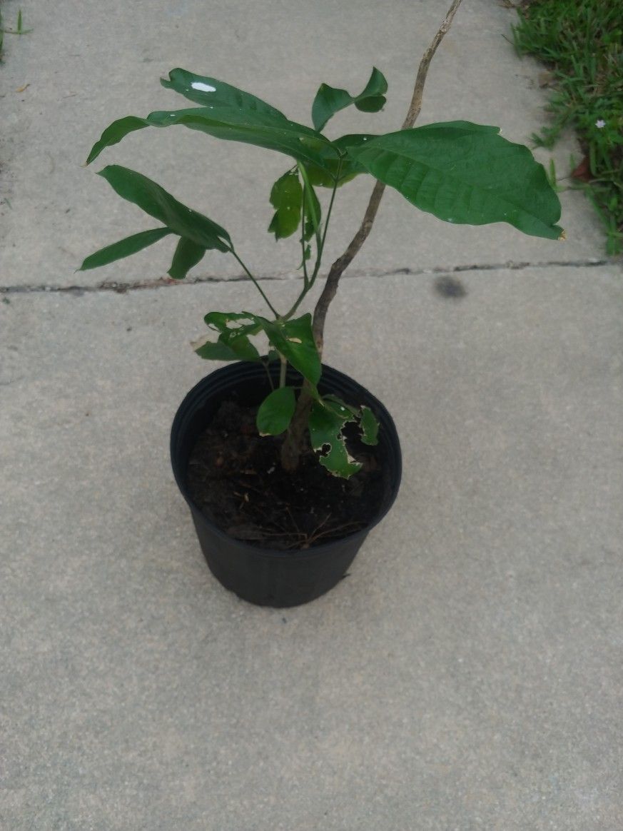 ACKEE TREE