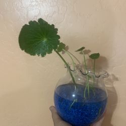 Copper Coin Glass Outdoor Indoor Plant 