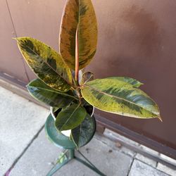 6” ficus shiveriana marble