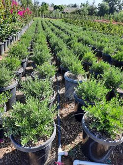 Dwarf Olive Bush 15gallon