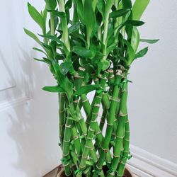 Pineapple Lucky Bamboo Plants