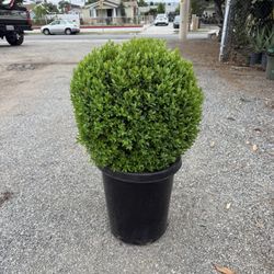 Boxwood Globes