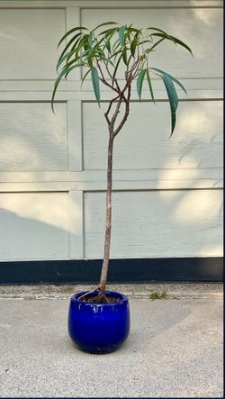 Ficus Plant