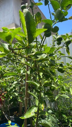 plantas de limon persa sin semillas ya con limones bendo barato por mayoreo para rebendedores