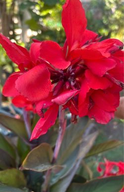 Canna Lilies Platanillo
