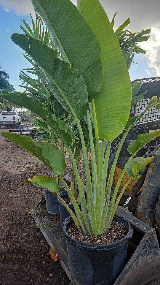 beautiful traveler Palms all sizes available staring About 4 feet tall and up