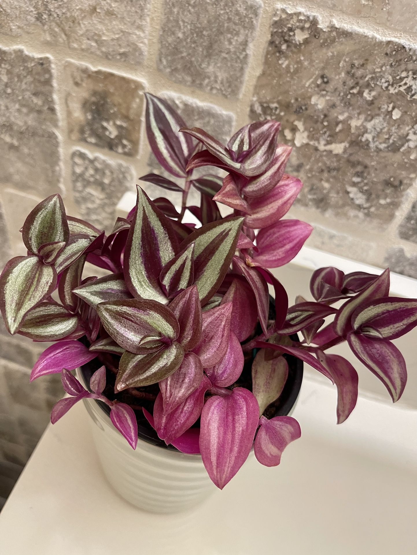 Inch Plant House Plant In Cute Ceramic Pot 5”H.