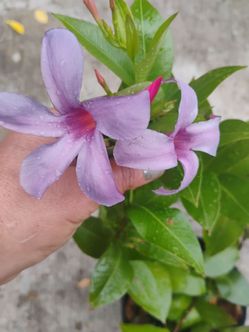 Bluephoria Original plant