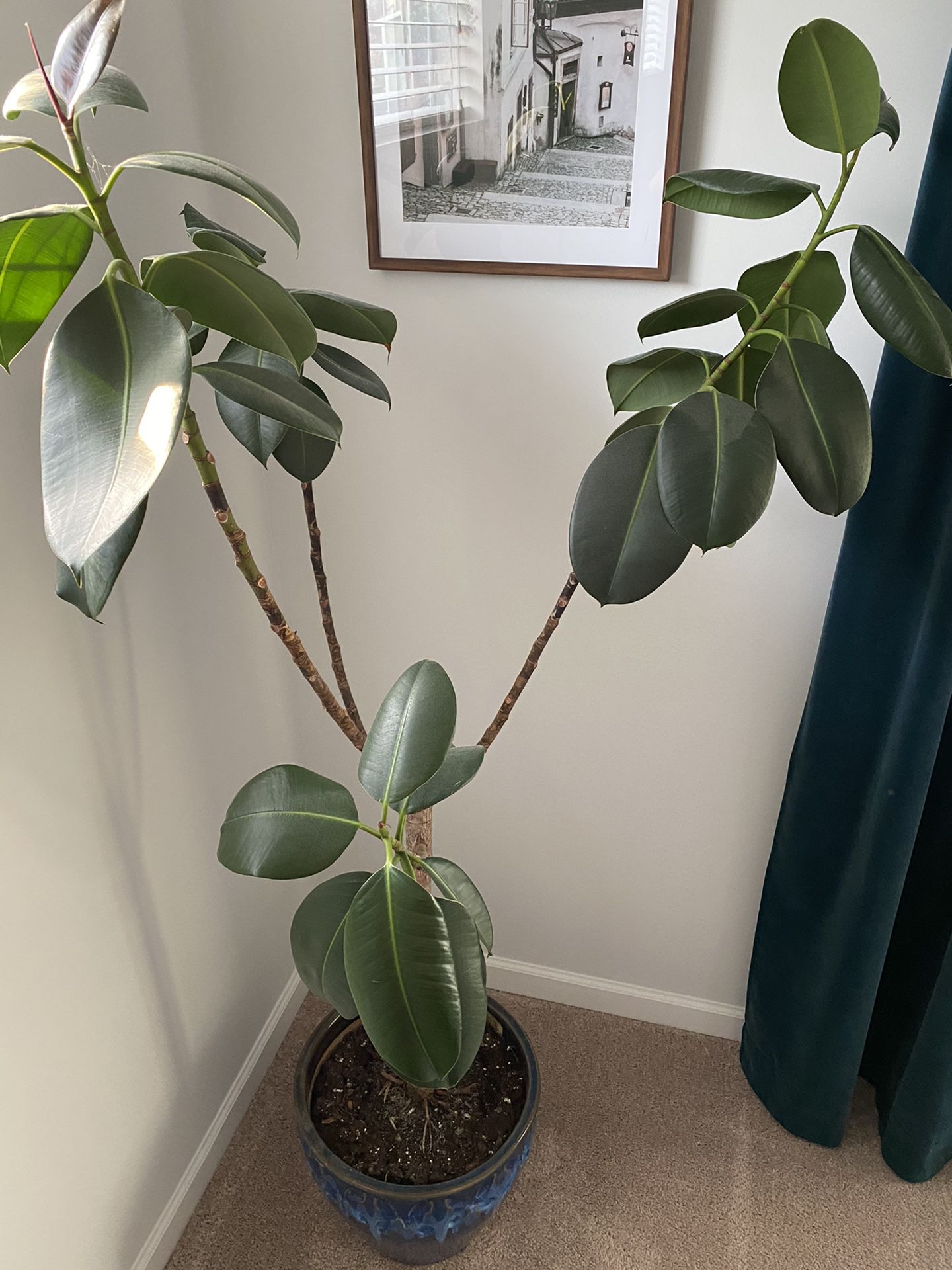 2 Large (real) Rubber Tree Plants