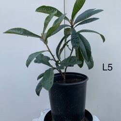L5-L7- Big Jim Loquat Tree巨蛋枇杷樹