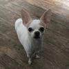 Chico