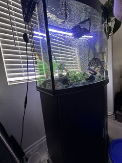35 Gallon Bowfront Aquarium with Stand – Clean & Ready