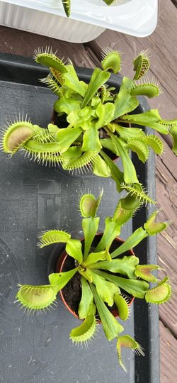 Venus fly trap, carnivorous plant