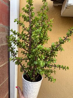 Beautiful elephant bush tree in a pot