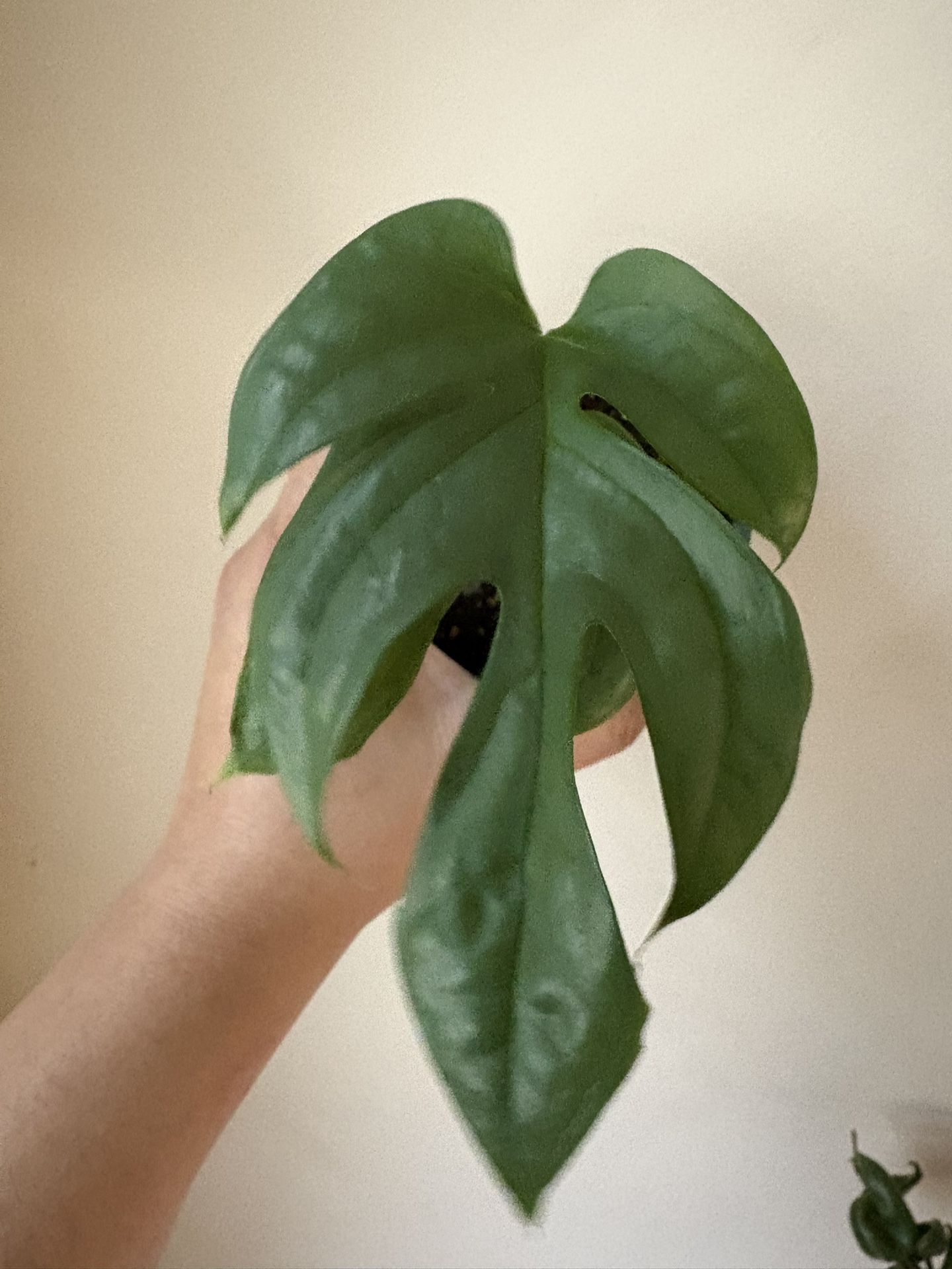 Amydrium Medium Silver (Spider-Man Monstera)