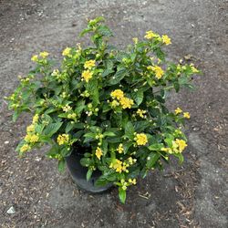 Lantana
