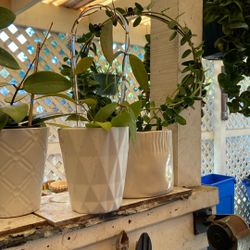 Hoya Ruthiae sp. UT168