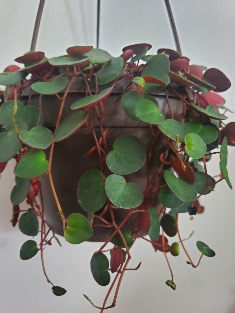Peperomia "Ruby Cascade" Lived Plant