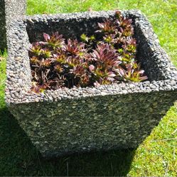 Nice Heavy Aggregate Square Planter With Hen & Chick Plants 
