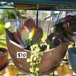 Tin boat shape pot with beautiful succulents