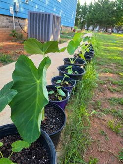ELEPHANT EARS, POTHOS, HOSTA