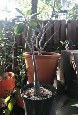Desert Rose Exotic Plant 3 years old $20