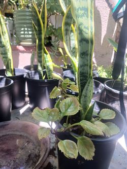 Many diferents plants