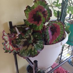 Plants!