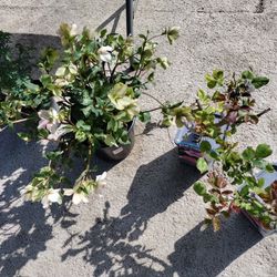Plants For Sale 