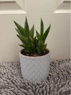 Live plant for sale with pot