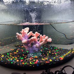 Fish Tank 