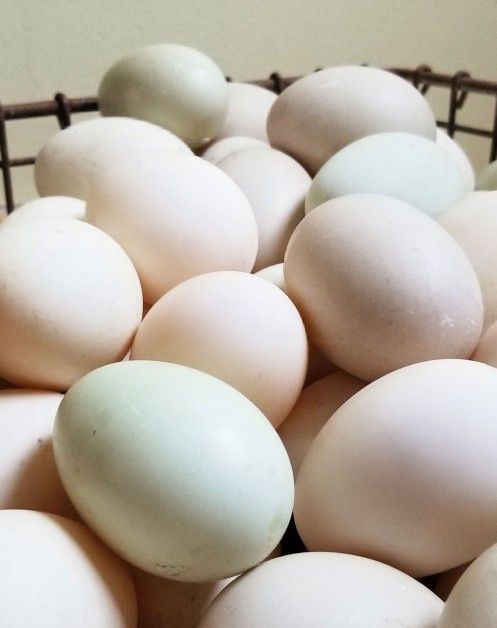 Duck Eggs For Sale!
