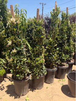 Waxleaf privet 15 gal privacy shrubs