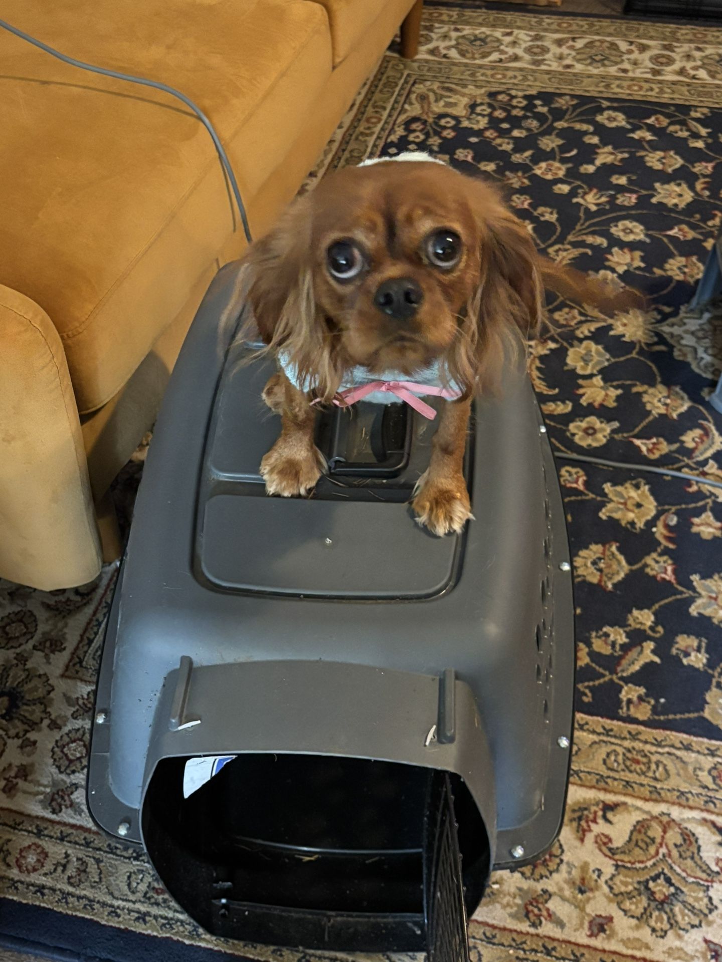 Medium Doggy Carrier 