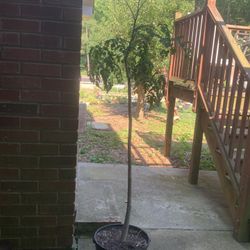 Big Moringa /Drumstick Tree