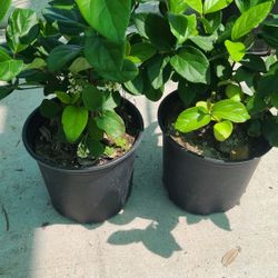 Viburnum 2gallon Flower White 