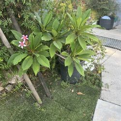 Plumeria Plant