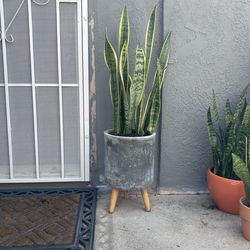Snake plant