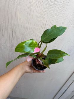 4” white princess philodendron